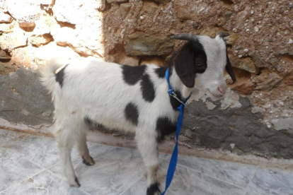 La cursa de BTT de Tivissa 'A per la cabra' canvia el premi d'una cabra per una escultura