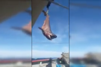 Imatge del vídeo del moment que els mariners van alliberar l'animal.