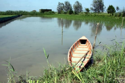 SEO Bird Life alerta de que el delta del Ebro es uno de los cuatro «santuarios para aves» más amenazados de España