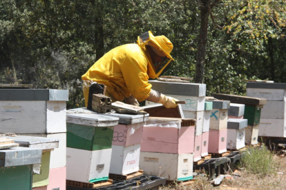 Imatge d'arxiu d'un apicultor treballant.