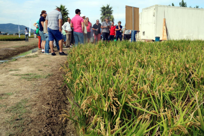 Primer plano de un campo de arroz con un grupo de agricultores siguiendo las explicaciones de las investigadoras del IRTA en la jornada de campo a la estación experimental del Ebro, en Amposta. Imagen del 31 de agosto de 2017 (horizontal)