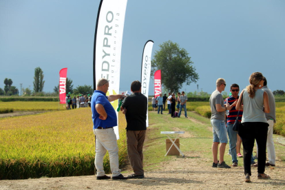 Pla general dels agricultors visitants els camps experimentals de l'IRTA a l'estació d'Amposta. Imatge del 31 d'agost de 2017 (horitzontal)