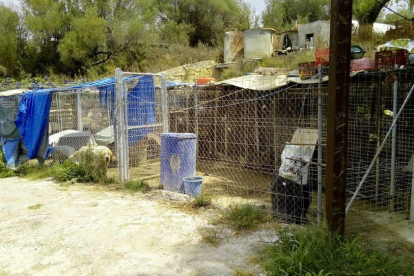 Las condiciones precarias de la perrera de Calafell a la cual han abierto diligencias.