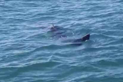 Imatge del tauró extreta del vídeo dels pescadors que el van albirar