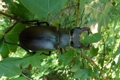 Una de les espècies d'escarabats que viuen al paratge, l'escanyapolls (Lucanus cervus), el més gran d'Europa.