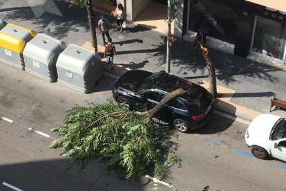 El árbol ha caído encima de un vehículo estacionado en la calle.