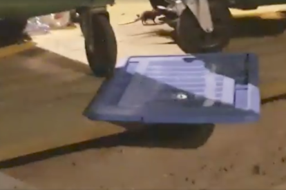 Captura d'un vídeo d'un veí amb una rata a la part superior.