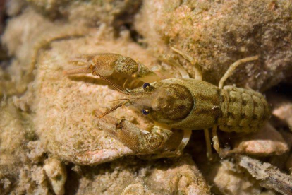 Se localiza una nueva población de cangrejo de río autóctono en la Terra Alta
