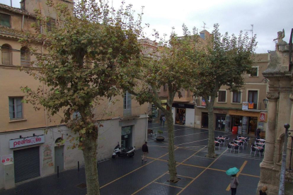 Els tres arbres de la plaça Vella que seran retirats al llarg d'aquesta setmana.