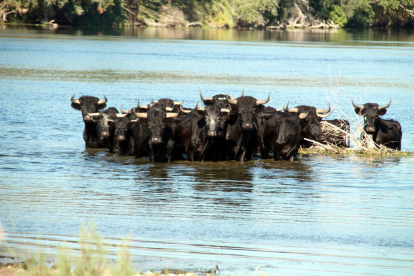 Manada de braus al riu Ebre, a l'illa dels bous, el passat mes de setembre.