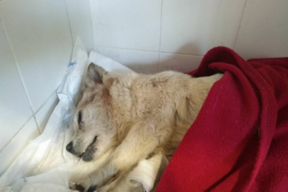 La gossa està ingressada en un veterinari. La Protectora d'Animals de Tarragona demana donacions per poder pagar les factures.
