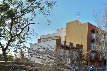 Un arbre caigut a Reus.