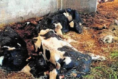 Tarragona també es mobilitza per salvar les vaques de Chantada