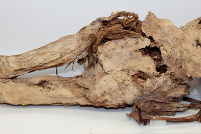 El cuerpo momificado de la reina Blanca d'Anjou.