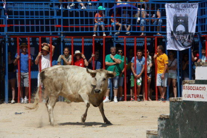 La primera vaca de l'acte taurí de Sant Jaume d'Enveja, al mig de la plaça.
