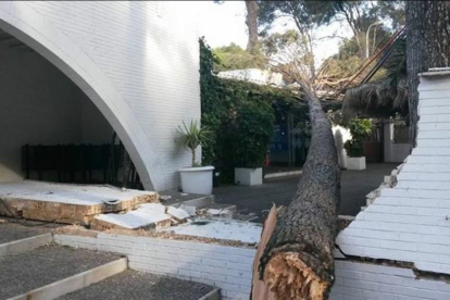 El árbol, que cayó a la terraza, ha destrozado el muro exterior de la Cage.