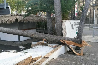 El árbol, que cayó a la terraza, ha destrozado el muro exterior de la Cage.