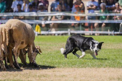 Concurs Internacional de Gossos d'Atura de Prades