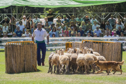 Concurs Internacional de Gossos d'Atura de Prades