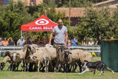 Concurs Internacional de Gossos d'Atura de Prades