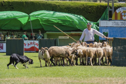 Concurso Internacional de Gossos d'Atura de Prades