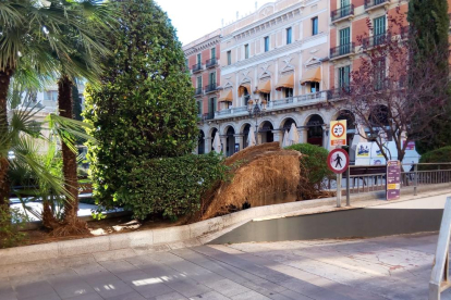 Imatge d'un arbre caigut a la plaça Prim de Reus.