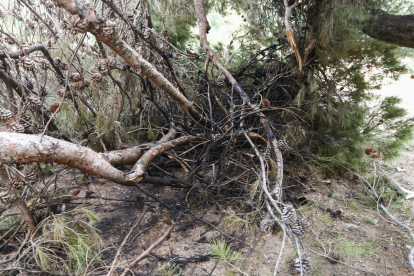 Les restes de flames a contenidors de l'entorn de l'Escola Mowgli i a un pi del Mas Carandell.