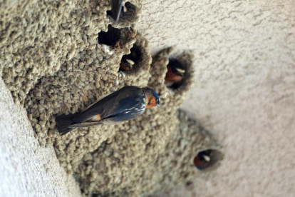 Imagen de archivo de varios nidos de golondrinas en una fachada.