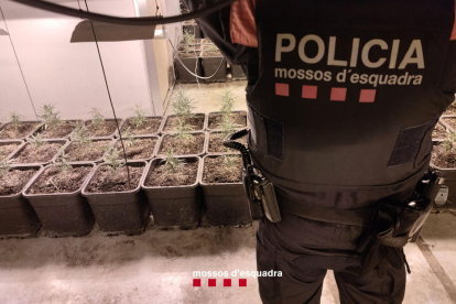 Un agent dels Mossos custodia una de les plantacions de marihuana.