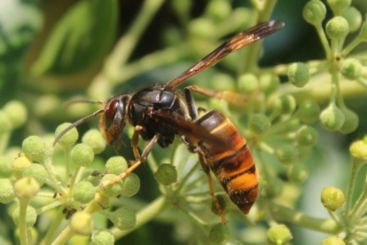 Imatge d'una vespa asiàtica.