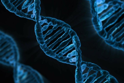 Les mutacions de determinats gens a l'ADN humà provoca infertilitat.