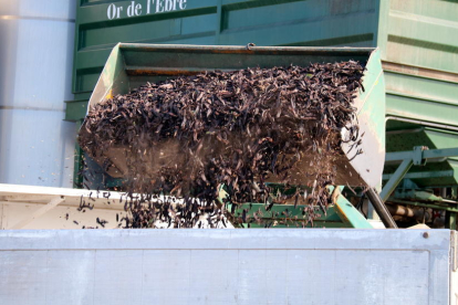 Imatge d'arxiu d'un tractor abocant garrofes a la cisterna d'un camió a Tortosa.