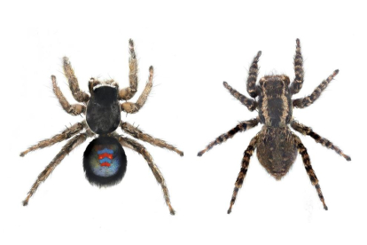 Imatge de l'aranya «blaugrana», la nova espècia que han trobat a Cadis.