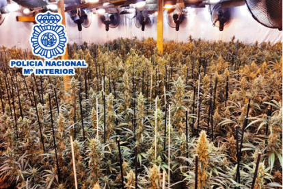 Parte de las plantaciones de marihuana localizadas en la investigación policial.