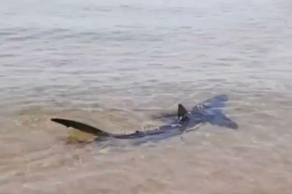 Imagen del tiburón que se ha podido ver este jueves en la costa de VIlanova.