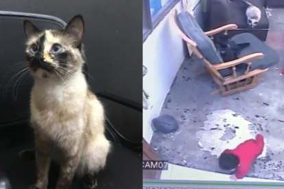 Imatge del gat i el moment en què va salvar el bebè