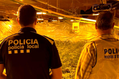 Agents dels Mossos i de la Policia Local de l'Ampolla en la intervenció d'una plantació de marihuana.