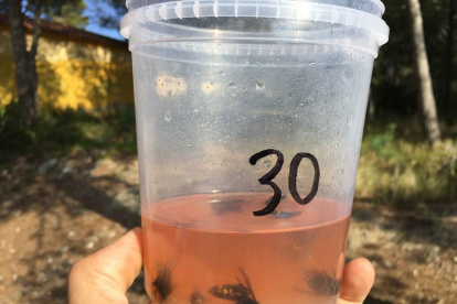 Imatge d'una de les trampes que s'han col·locat amb exemplars de vespa aiàtica capturades.