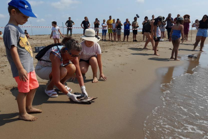 Dos nens observen com una dona allibera un exemplar de tortuga careta a la platja de l'Alfacada, a Sant Jaume d'Enveja.