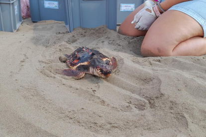 Un ejemplar de tortuga boba avanza hacia el mar después de ser liberada en la playa del Alfacada, en Sant Jaume d'Enveja.