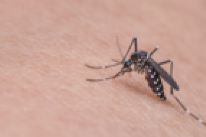 Imagen de archivo de un mosquito.