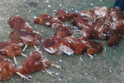 Imagen de archivo de gallinas muertas.