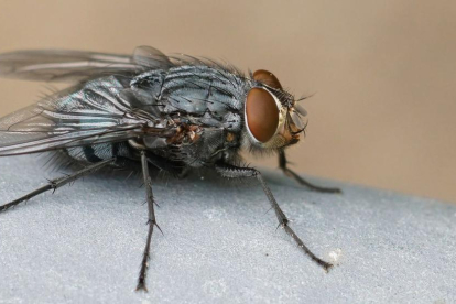 Els experts alerten d'una plaga de mosca negra.