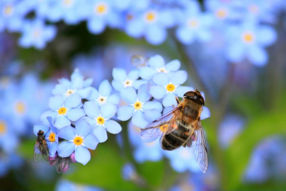Imagen de una abeja en una flor.