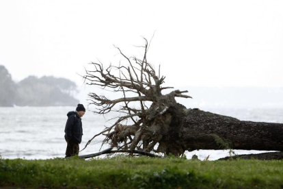 Un home observa les arrels d'un arbre que ha estat arrencat per una tempesta.