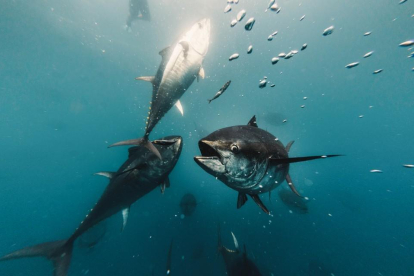 Imatge de tonyina vermella que l'empresa Balfegó cria i pesca a la costa de l'Ametlla de Mar.
