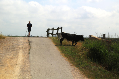 El pastor Paco Palmer vigila els bous que creuen un camí.