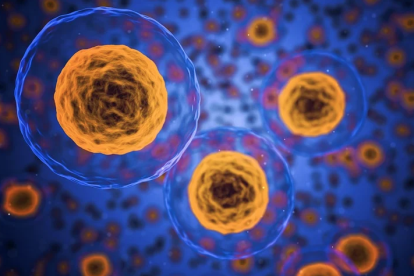 Imatge d'arxiu de cèl·lules del cos humà.
