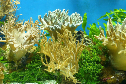 Encuentran en corales blandos un compuesto prometedor contra el cáncer