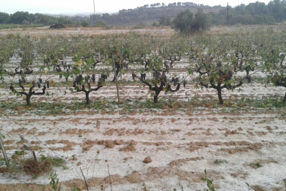 Unió de Pagesos calcula que la granizada ha causado graves daños en las cosechas de viña y almendra